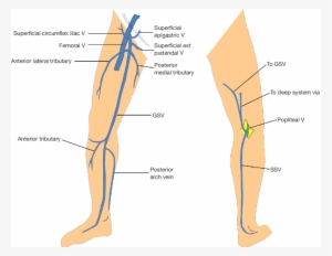 Anatomy Of Gsv And Ssv With Common Variants Of Ssv - Small Saphenous Vein