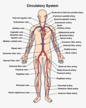 Science Inspiration The Circulatory - Circulatory System Diagram