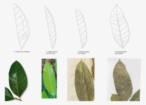 Leaf Vein Comparsion - Leaf