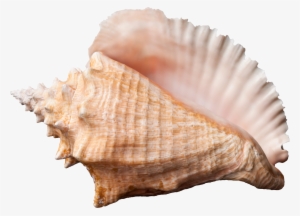 Conch Png Transparent Image - Conch Png