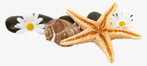 Transparent Shell Starfish
