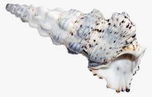 Sea Ocean Shell Png Image - Seashell
