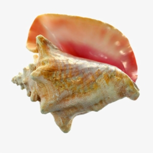 Conch Shell Png Image Background - U.s. Shell Inc. Large Conch Shell