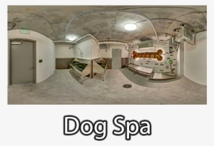 Dog Spa - Floor