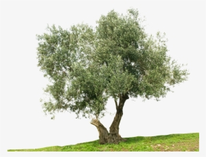 Shutt 49456645-transp - Olive Oil Tree Png