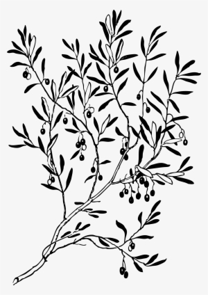 This Free Icons Png Design Of Olive Branch