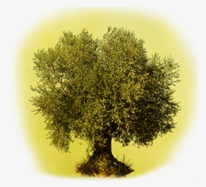 It Has Been Confirmed That The Olive-tree Has Existed - Olive Tree Cut Out