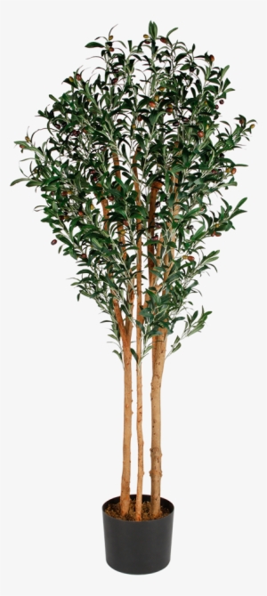Artificial Olive Tree - Tree In Planter