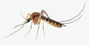 mosquito transparent images png - mosquito png