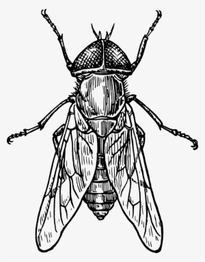 Beetle Mosquito Drawing Clip Art - Insect Black And White