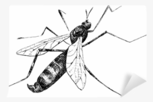 Detailed Mosquito Pencil Drawing Style, Vector Wall - Mosquito A Lapiz