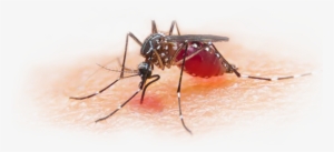 mosquitoes are present everywhere and all times - malaria vaccines: the continuing quest