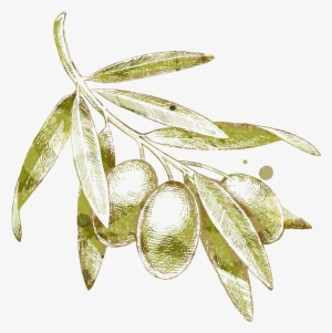 Olives Drawing Olive Branch - Olive Drawing Png