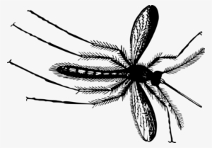 Mosquito Insect Gnat Fly Drawing - Gnats Image Transparent Background
