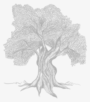 The Magnificent Olive Tree - Drawing