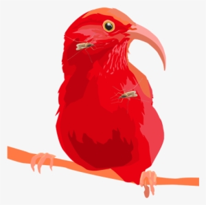 Mosquito-covered I'iwi, Vector Art, Digital Collage - Scarlet Tanager