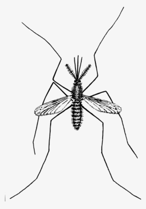 How To Set Use Mosquito Clipart