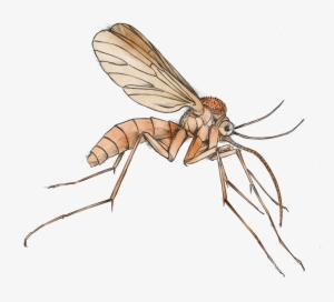 Mosquito Free Download Best - Mosquito Clipart Png
