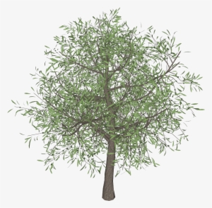 Olive Tree Png 3darcstudio 3d Tree Maker - 3d Computer Graphics