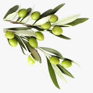 See Our Products - Lunch Napkins Greek Olives