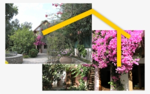 Character & Located Between Olive Trees To Provide - Bougainvillea