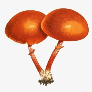 Two Mushroom Transparent Plant Vectors Connected - Mushroom