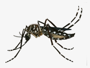 Banner Freeuse Download Png Image - Dengue Zika Y Chikungunya Sintomas