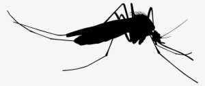 Mosquito Silhouettes - Mosquito Silhouette Png