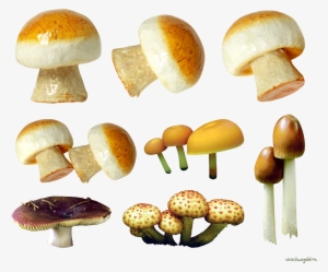 variety of mushrooms png image - Грибы png