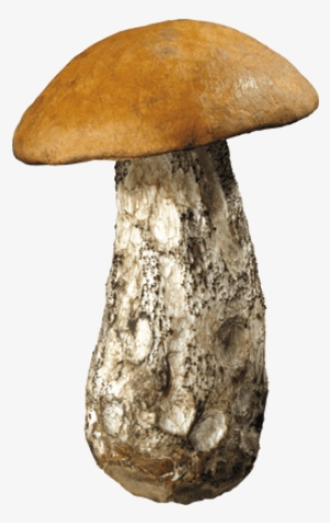 Large Forest Mushroom - Hongos Png