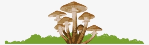 7 Fungi Bottom - Honey Mushroom