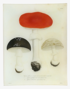 20 - Mushroom