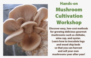 Hands On Mushroom Cultivation Workshop - Mushroom