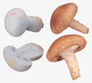 Free Png Orange And White Mushrooms Png Images Transparent - 香菇