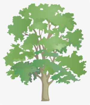 Ian Symbol Acer Pseudoplatanus - Patterns Permaculture