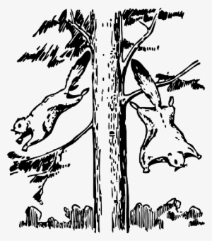 Animals, Outline, Tree, Cartoon, Flying, Squirrel - Animals In Outline To Draw