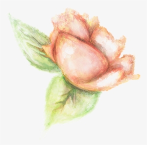 Vegetaux Aquarelle Fleur Rose Orange - Garden Roses
