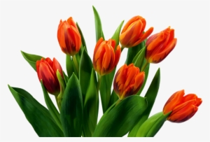 Beautiful Tulips Png Images - Divaldo Franco Em Novo Hamburgo
