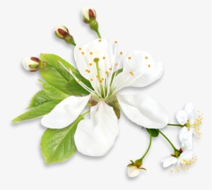 Green Flower Background Png - Spring White Flower Png