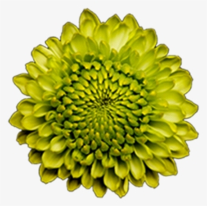 Click To Enlarge Image Green Button Forest Gump2 Green - Sunflower
