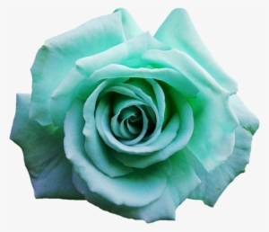 Green Rose Png - Фиолетовые Розы Png