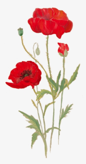 This Free Exhibition Will Explore The Science Behind - Transparent Poppies