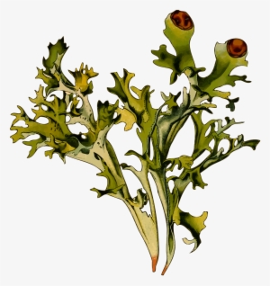 Herbal Iceland Moss Lichen - Cetraria Islándica