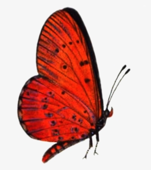 Red Butterfly Png High-quality Image - Red Butterfly Flying Png