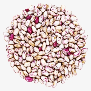 Cranberry Beans Without Bag - Food To Live Cranberry Beans (borlotti) (10 Pounds)