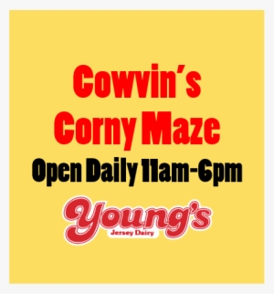 corny maze 1 - youngs dairy