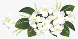Elegant White Bouquet Transparent About Green Leaves Flores