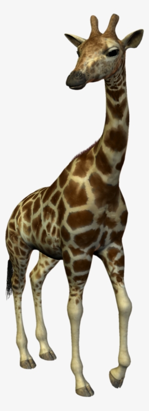 Animales - Giraffe