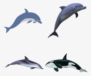 Animales Marinos - Dolphin Clipart Transparent Background