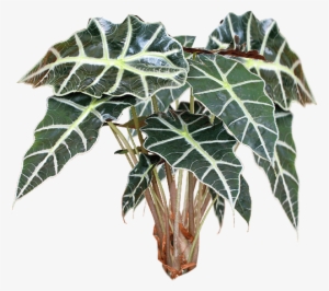 Jacey-alocasia Plant Texture - Alocasia Plant Png